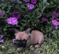 Mochi, a male French Bulldog for sale in Vienna, MO – 7 of 10