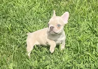 Kash, a male French Bulldog for sale in Vienna, MO – 2 of 7