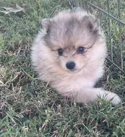 Skye, a female Pomsky for sale in Vienna, MO – 7 of 7