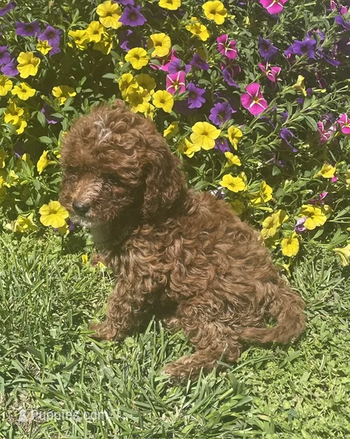 Honey – Cavapoo puppy for sale in Vienna, MO