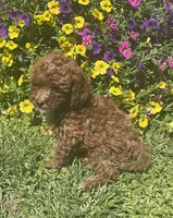 Honey, a female Cavapoo for sale in Vienna, MO – 2 of 7