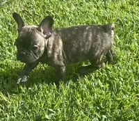 Sancho, a male French Bulldog for sale in Vienna, MO – 5 of 7