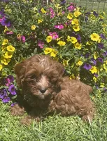 Daisy, a female Cavapoo for sale in Vienna, MO – 6 of 7