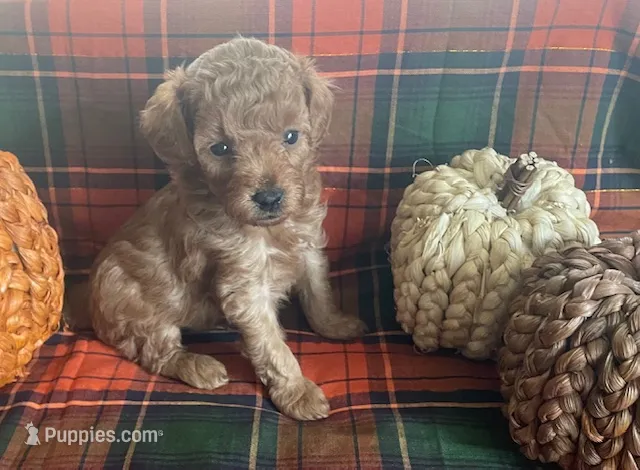 PeeWee – Cavapoo puppy for sale in Vienna, MO