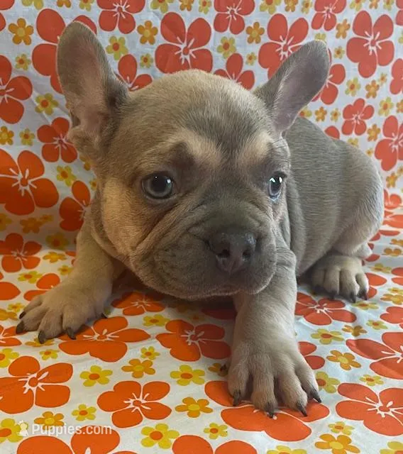 Wrigley – French Bulldog puppy for sale in Vienna, MO