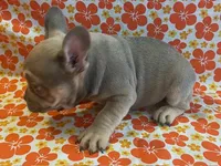 Wrigley, a male French Bulldog for sale in Vienna, MO – Photo 4 of 6