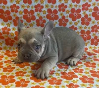 Wrigley, a male French Bulldog for sale in Vienna, MO – Photo 5 of 6