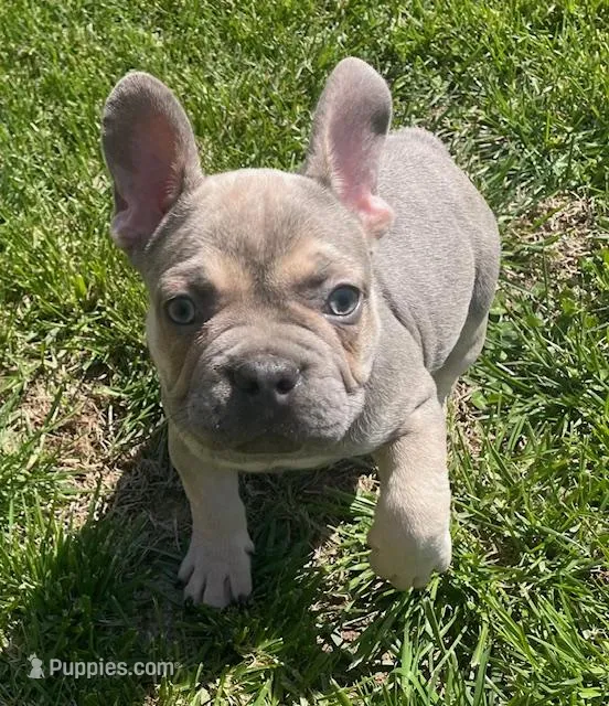 Wrigley – French Bulldog puppy for sale in Vienna, MO