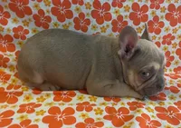 Wrigley, a male French Bulldog for sale in Vienna, MO – Photo 6 of 6