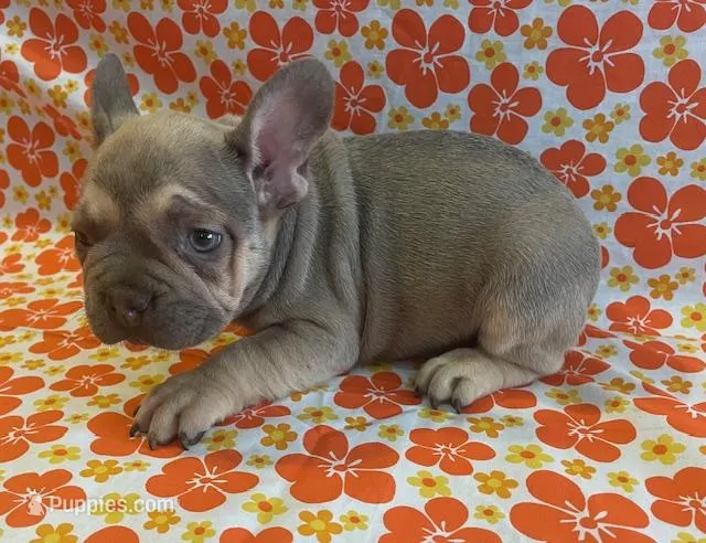 Wrigley – French Bulldog puppy for sale in Vienna, MO