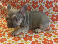 Wrigley, a male French Bulldog for sale in Vienna, MO – Photo 2 of 6