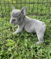 Wade, a male French Bulldog for sale in Vienna, MO – 5 of 6
