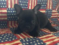 Chocolate, a male French Bulldog for sale in Vienna, MO – 1 of 6