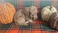 PeeWee, a male Cavapoo for sale in Vienna, MO – 5 of 8
