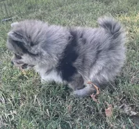 Skittles, a female Pomsky for sale in Vienna, MO – 6 of 7