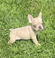 Kash, a male French Bulldog for sale in Vienna, MO – 3 of 7