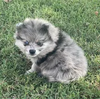 Skittles, a female Pomsky for sale in Vienna, MO – 2 of 7