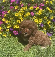 Hazel, a female Cavapoo for sale in Vienna, MO – 3 of 6