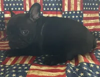Chocolate, a male French Bulldog for sale in Vienna, MO – 4 of 6