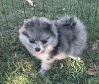 Skittles, a female Pomsky for sale in Vienna, MO – 5 of 7