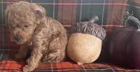 Poco, a male Cavapoo for sale in Vienna, MO – 4 of 8