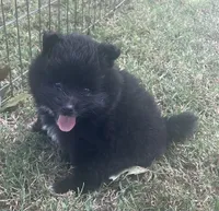 Jey-Jey, a male Pomsky for sale in Vienna, MO – 6 of 9