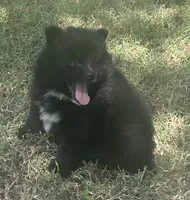 Jey-Jey, a male Pomsky for sale in Vienna, MO – 3 of 9