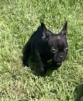 Chocolate, a male French Bulldog for sale in Vienna, MO – 4 of 4