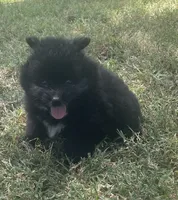Jey-Jey, a male Pomsky for sale in Vienna, MO – 4 of 9