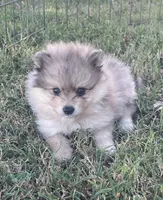 Skye, a female Pomsky for sale in Vienna, MO – 6 of 7
