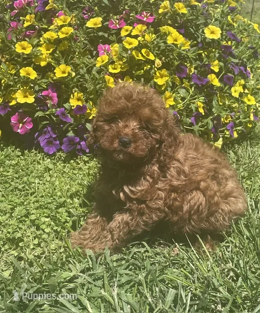 Rudy – Cavapoo puppy for sale in Vienna, MO