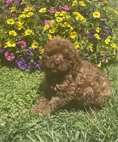 Rudy, a male Cavapoo for sale in Vienna, MO – 1 of 7
