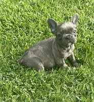 Storm, a male French Bulldog for sale in Vienna, MO – 4 of 7