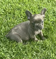 Storm, a male French Bulldog for sale in Vienna, MO – 6 of 7