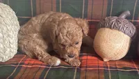 Poco, a male Cavapoo for sale in Vienna, MO – 3 of 8