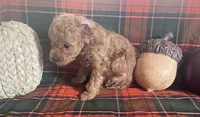 Poco, a male Cavapoo for sale in Vienna, MO – 7 of 8