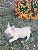 Nugget, a female French Bulldog for sale in Vienna, MO – 4 of 10