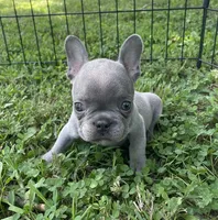 Wade, a male French Bulldog for sale in Vienna, MO – 4 of 6