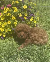 Rudy, a male Cavapoo for sale in Vienna, MO – 5 of 7