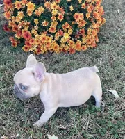Nugget, a female French Bulldog for sale in Vienna, MO – 5 of 10