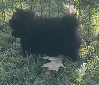 Skipper, a male Pomsky for sale in Vienna, MO – 4 of 9
