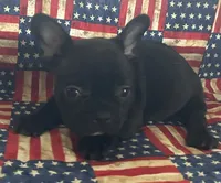 Chocolate, a male French Bulldog for sale in Vienna, MO – 5 of 6