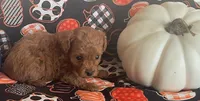 Pippa, a female Cavapoo for sale in Vienna, MO – 5 of 8