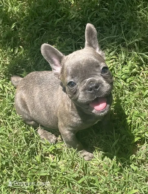 Storm – French Bulldog puppy for sale in Vienna, MO