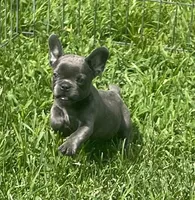 KoKo, a female French Bulldog for sale in Vienna, MO – 3 of 6