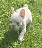 Saint, a male French Bulldog for sale in Vienna, MO – 4 of 8