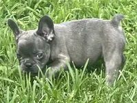 KoKo, a female French Bulldog for sale in Vienna, MO – 6 of 6
