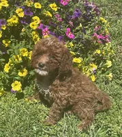 Honey, a female Cavapoo for sale in Vienna, MO – 3 of 7