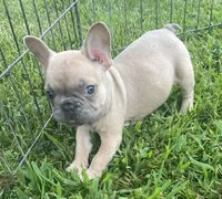 Iven, a male French Bulldog for sale in Vienna, MO – 5 of 6