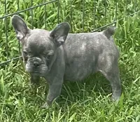 KitKat, a female French Bulldog for sale in Vienna, MO – 2 of 8